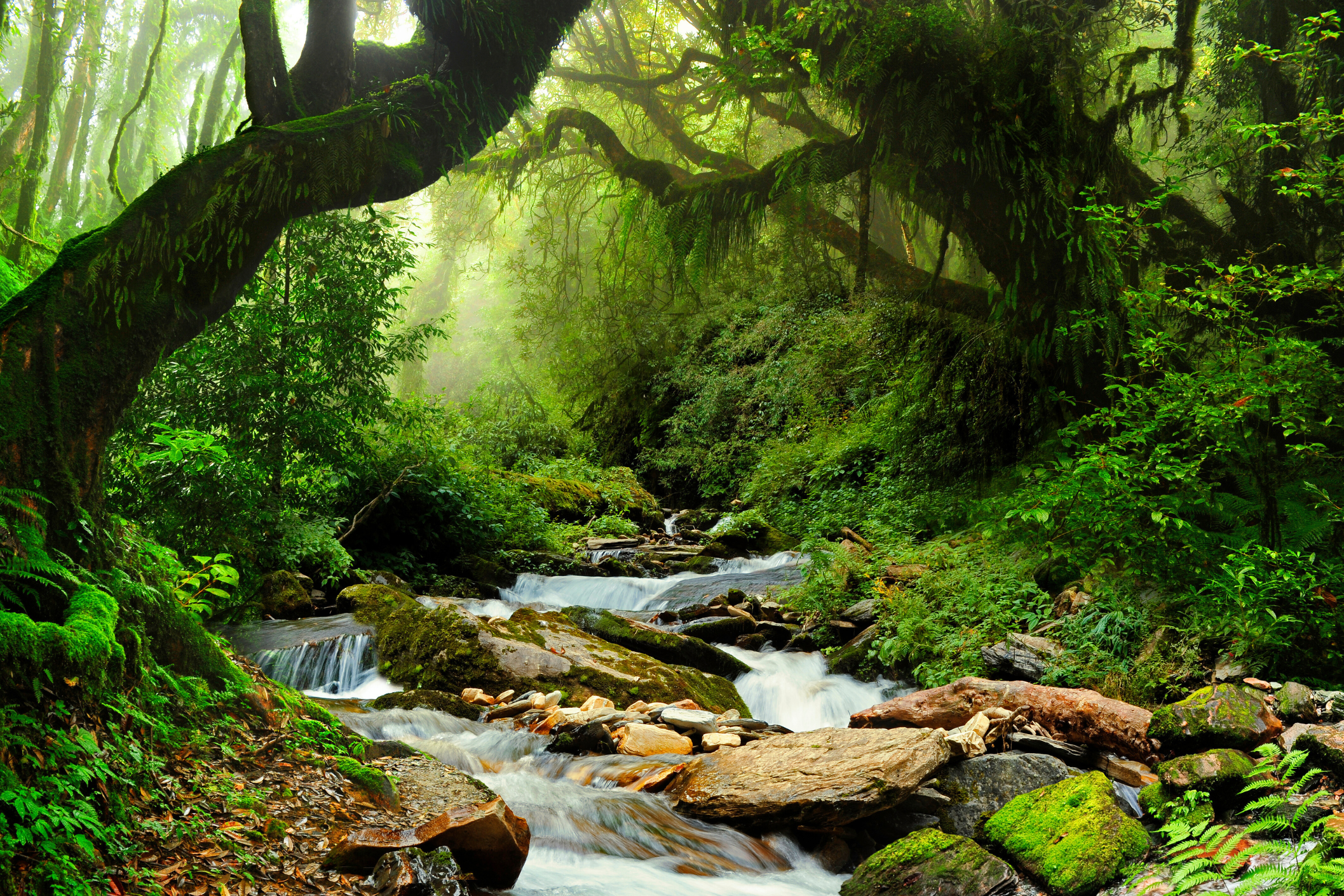 08_Selva[1].webp